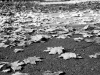 Felix Pforr "Zwei Blätter im Meer" – Version 2